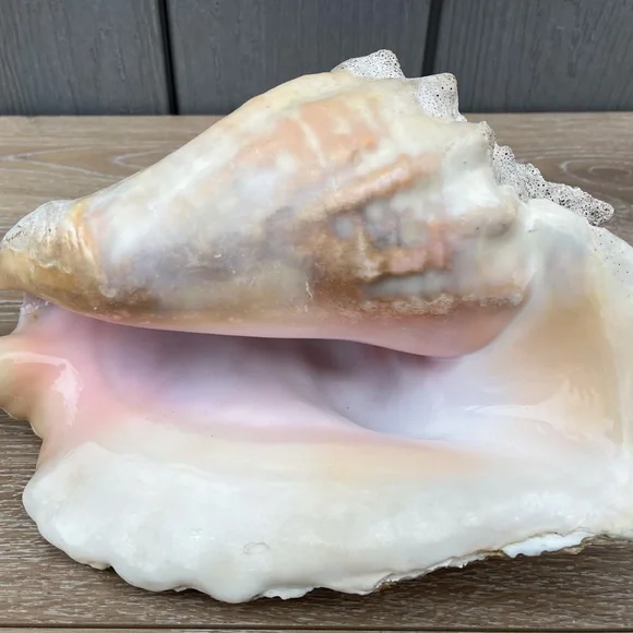 Large Conch Seashell - Picture 11 of 11